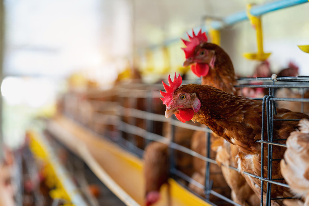 Élevage & Aviculture